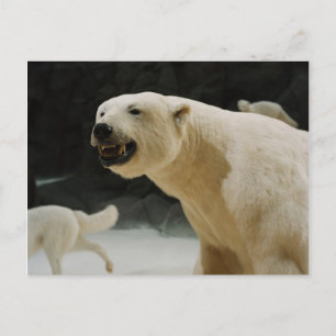 Polar Bear Grin Postcard