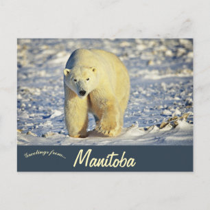 Polar Bear in Churchill Manitoba Canada Postcard