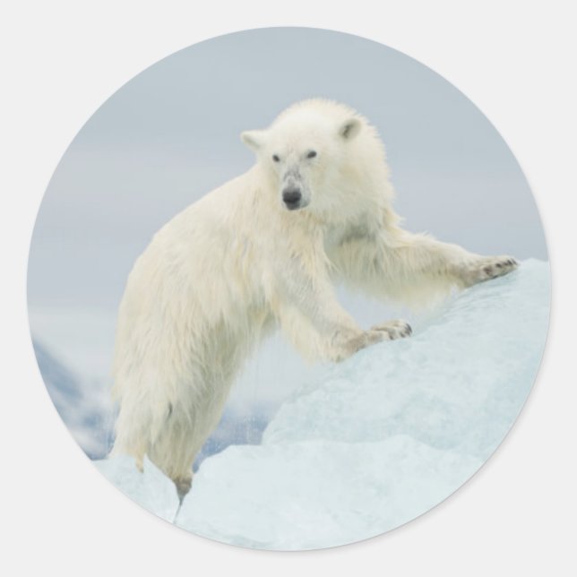 Polar bear in summer classic round sticker (Front)