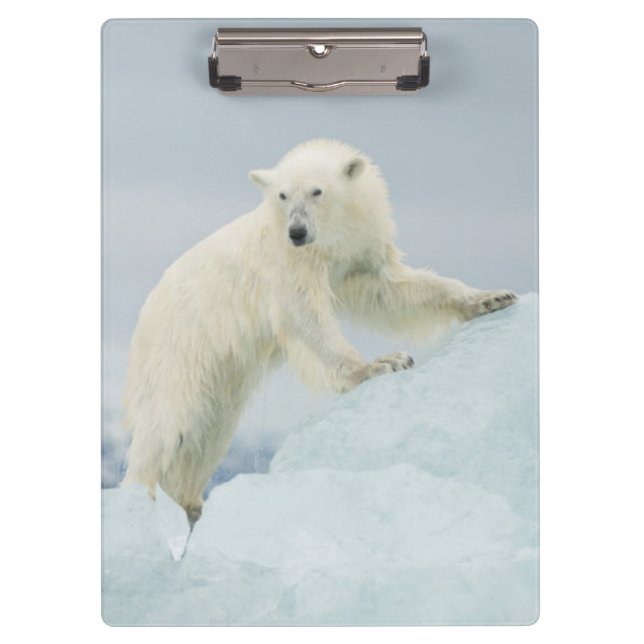 Polar bear in summer clipboard (Front)