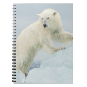 Polar bear in summer notebook