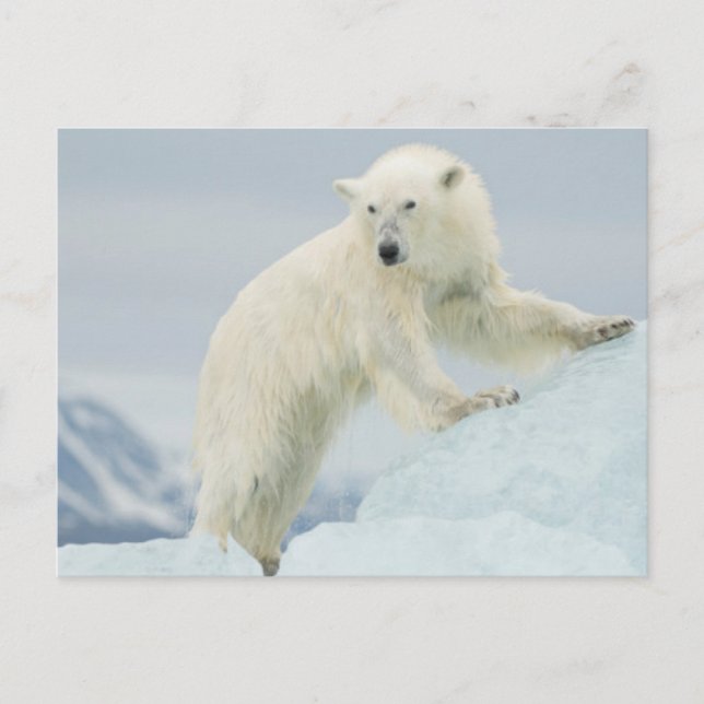 Polar bear in summer postcard (Front)
