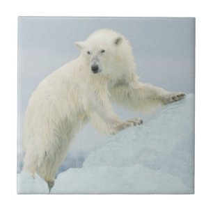 Polar bear in summer tile