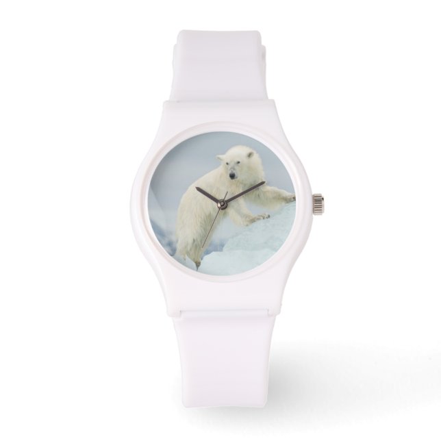 Polar bear in summer watch (Front)