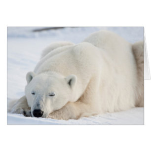Polar Bear in winter