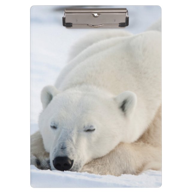 Polar Bear in winter Clipboard (Front)