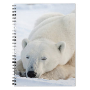 Polar Bear in winter Notebook