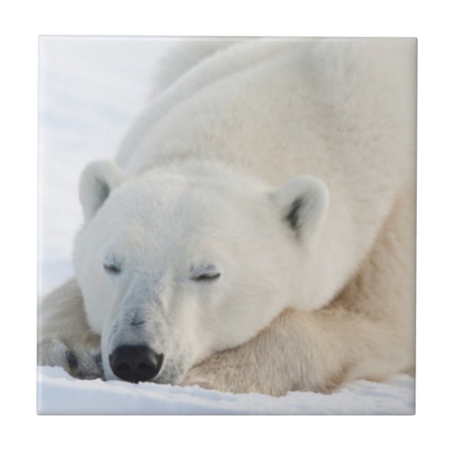 Polar Bear in winter Tile (Front)