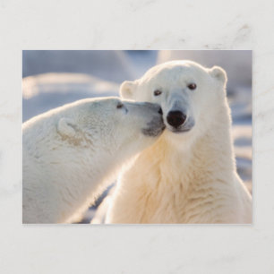 Polar Bear Kiss Holiday Postcard