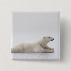 Polar Bear Laying On A Lake Of Ice 2 Inch Square Button