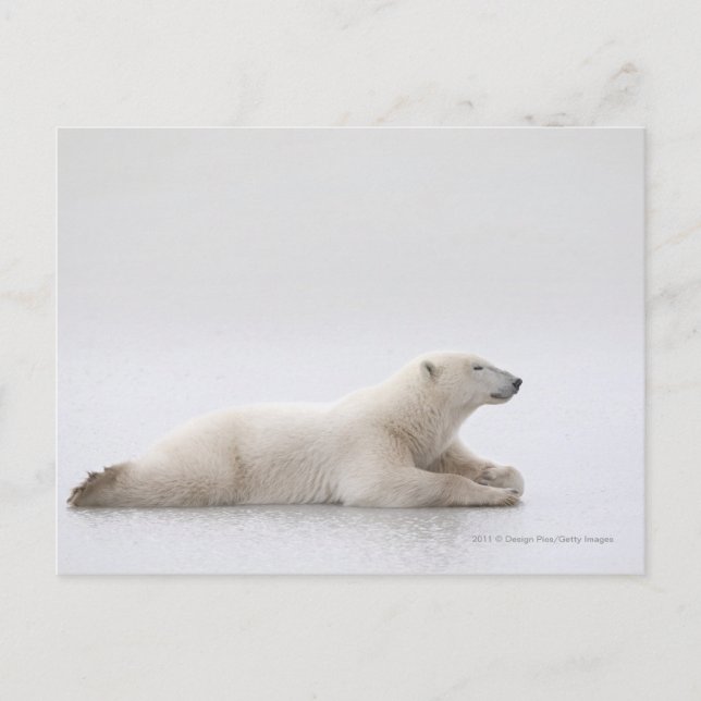 Polar Bear Laying On A Lake Of Ice Postcard (Front)