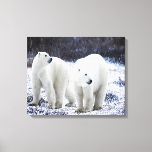 Polar Bear Love Canvas Print