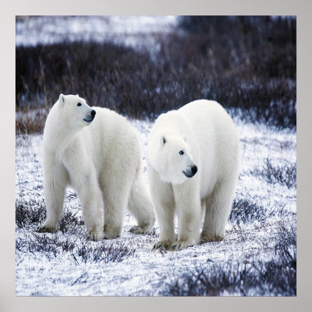 Polar Bear Love Poster (Front)