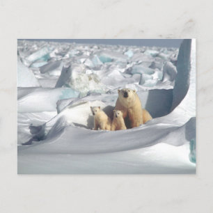 Polar Bear Mom and Cubs Photo Postcard