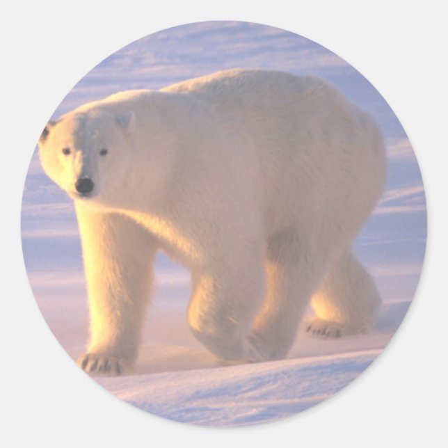 Polar Bear Morn 2 Classic Round Sticker (Front)