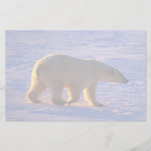 Polar Bear Morn Stationery
