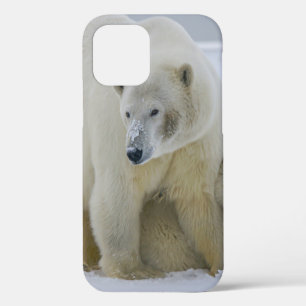 POLAR BEAR MOTHER AND CUB NORTHERN ALASKA iPhone 12 CASE