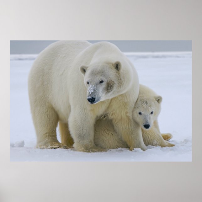 POLAR BEAR MOTHER AND CUB NORTHERN ALASKA POSTER (Front)