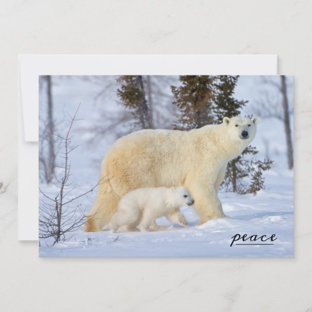 Polar Bear Mother and Cub on the Tundra Holiday Card (Front)