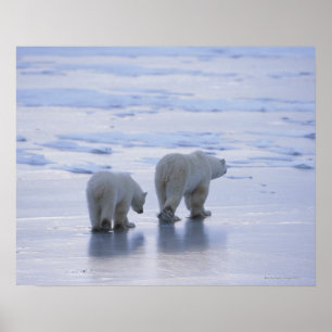 Polar Bear Mother and Cub Poster