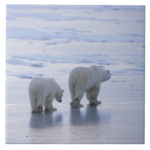 Polar Bear Mother and Cub Tile