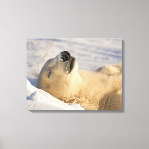 Polar Bear Nap Canvas Print