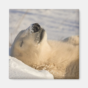 Polar Bear Nap Magnet