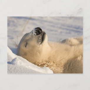 Polar Bear Nap Postcard