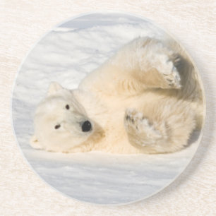 Polar Bear near Hudson Bay Coaster