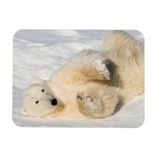 Polar Bear near Hudson Bay Magnet