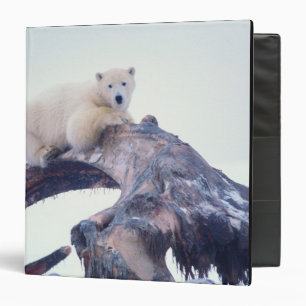 Polar bear on top of a bowhead whale jaw bone, binder