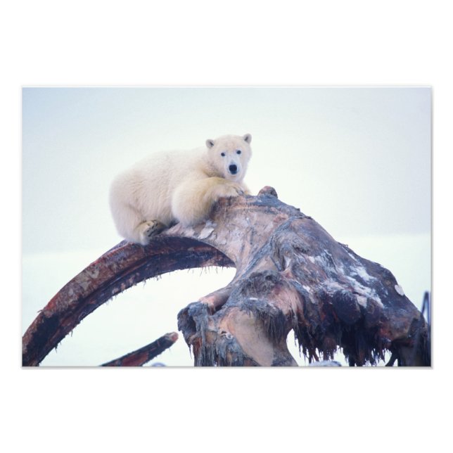 Polar bear on top of a bowhead whale jaw bone, photo print (Front)