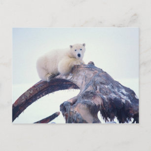 Polar bear on top of a bowhead whale jaw bone, postcard