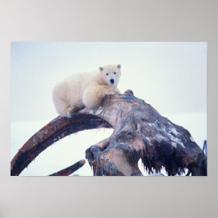 Polar bear on top of a bowhead whale jaw bone, poster