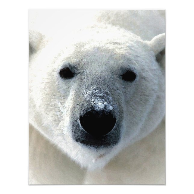 Polar Bear Photo Print (Front)