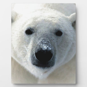 Polar Bear Plaque