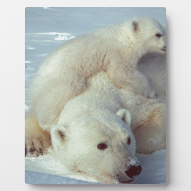 Polar Bear Plaque (Front)