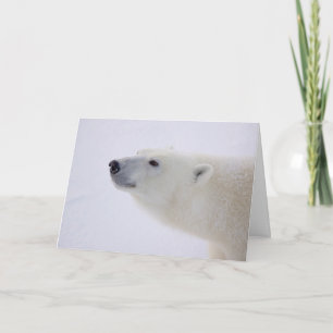 Polar Bear Portrait Holiday Card