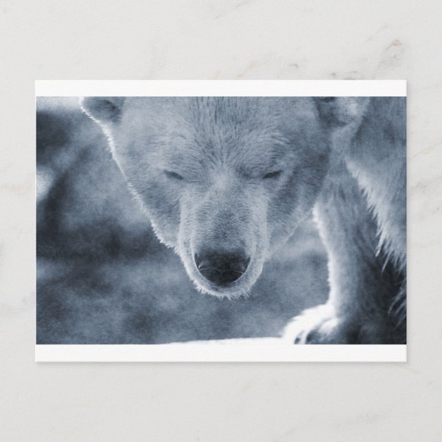 Polar Bear Portrait Postcard (Front)
