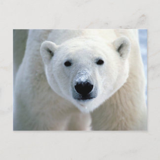 polar bear postcard