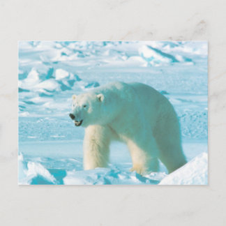 Polar Bear Postcard