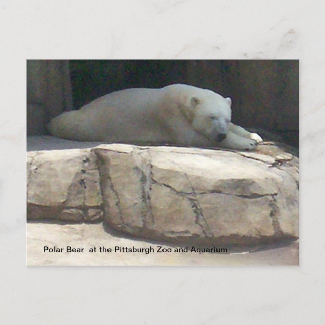 Polar Bear Postcard (Front)