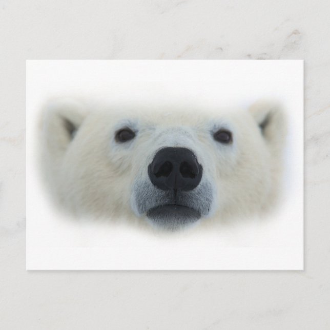 Polar Bear Postcard (Front)