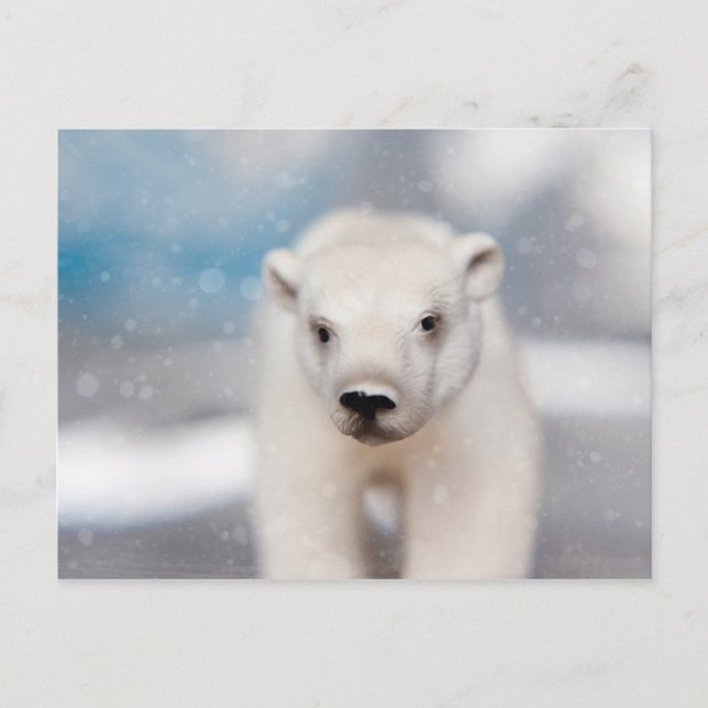 Polar Bear Postcard (Front)