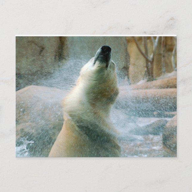 Polar Bear Postcard (Front)