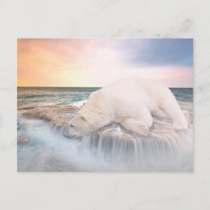 Polar Bear Postcard