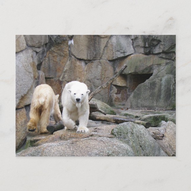 POLAR BEAR postcard (Front)