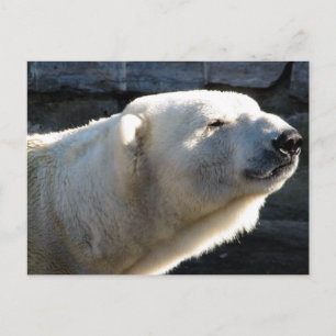 Polar Bear Postcard