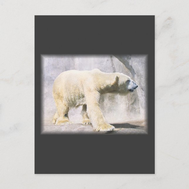 polar bear postcard (Front)