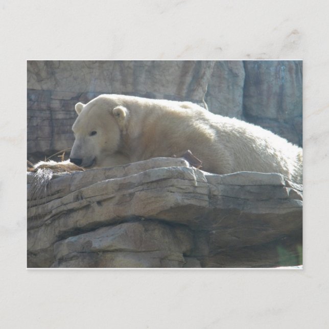 Polar Bear Postcard (Front)